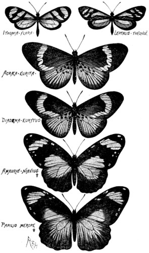 Three cases of mimicry.
