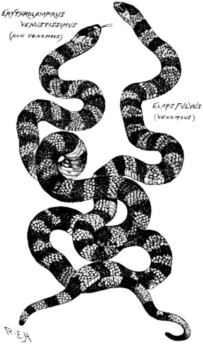 A non-venomous species of snake resembling a venomous one.