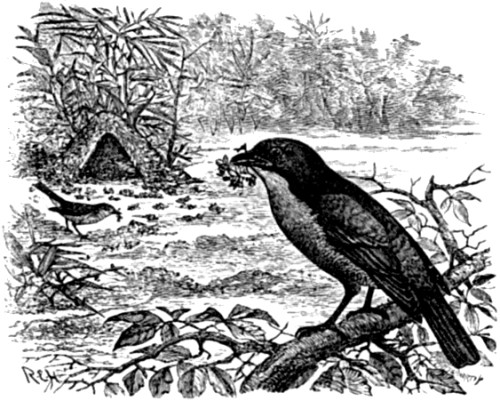 The Garden Bower-bird (Amblyornis inornata).