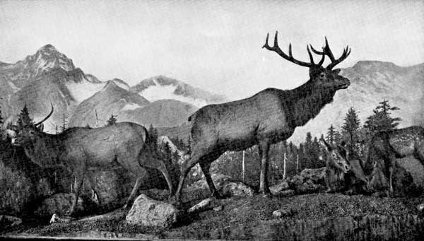 Elk