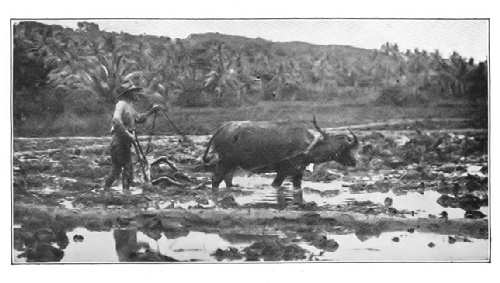 NATIVE PLOUGHING RICE-FIELDS