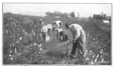 PICKING COTTON, ALABAMA