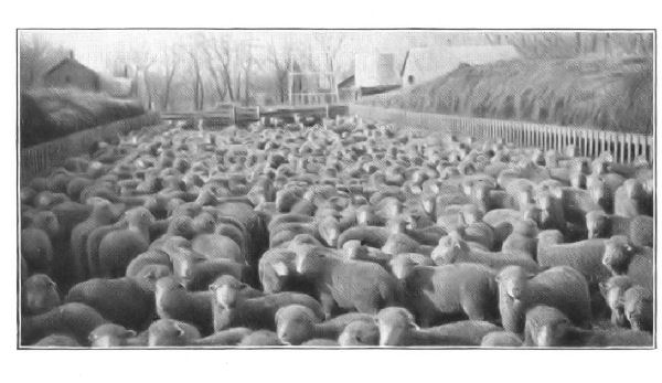 THE WOOL-GROWING INDUSTRY