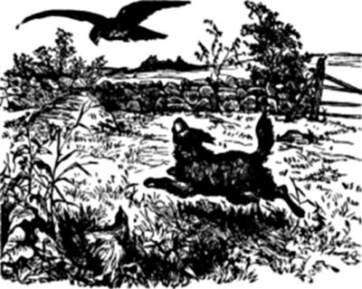 A dog chasing a hawk.