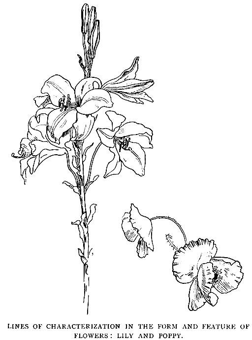 Lines of Characterization in the Form and Feature of Flowers: Lily and Poppy.