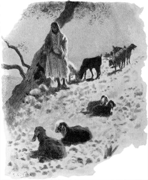 Bedouin goat-herd with goats.