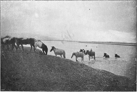 PONIES SWIMMING ACROSS LAKE.