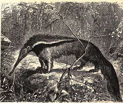 Anteater