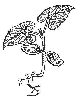 The Bean—Embryo-Leaves, Seed-Leaves, and Root