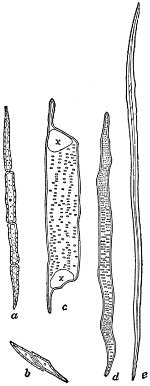 Isolated Fibres and Cells