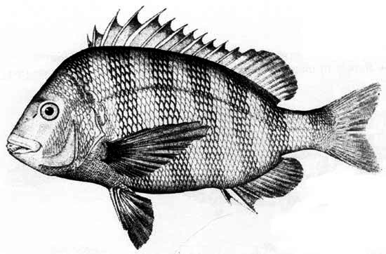 A sheepshead fish. 