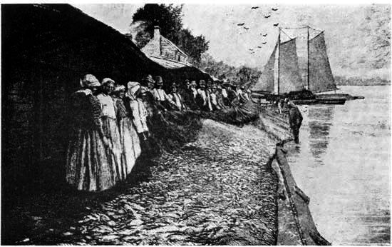 Vast quantities of river herring were taken in haul-seines in the spring throughout Tidewater Virginia. A crew dragged the fish ashore to a force of women cutters waiting to prepare them for salting down.