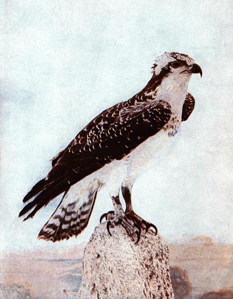 Fish Hawk Print, Osprey Print, Original 1897 Pennsylvania Bird