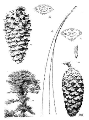 PLATE XVII. P. LONGIFOLIA (160-162), CANARIENSIS (163-165)