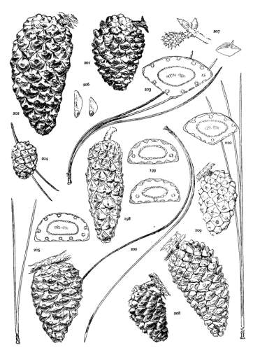 PLATE XXIII. P. MERKUSII (198-200), SINENSIS (201-207), INSULARIS (208-210)