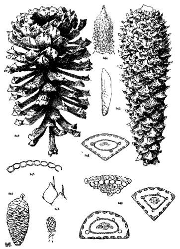 PLATE XXVIII. P. PALUSTRIS (242-246), OCCIDENTALIS (247-249)