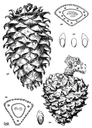 PLATE XXXVIII. P. TORREYANA (324, 325), SABINIANA (326-328)