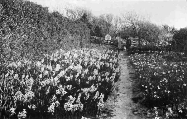 A SCILLY FLOWER GARDEN.