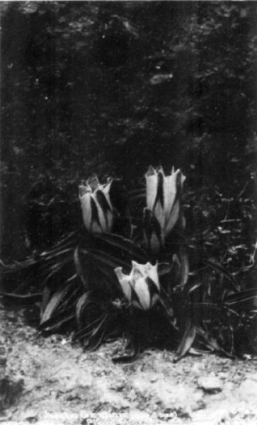 Arctic gentian