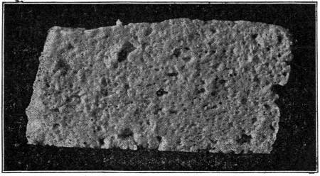 Fig. 20. Curd from a badly tainted milk. Large ragged holes are mechanical; numerous small holes due to gas. This curd was a "floater."