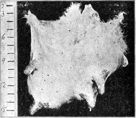 Fig. 21: Front view of a tuberculous udder, showing extent of swelling in single quarter.