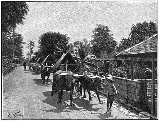 Rij van buffelkarren in een straat te Batavia.