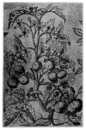 FIG. 10—AN EARLY ILLUSTRATION OF THE TOMATO (From Morrison's "Historia Universalis," 1680)