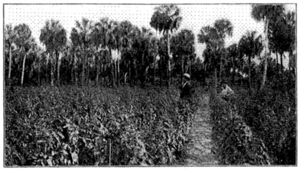 FIG. 21—TRAINING TOMATOES IN FLORIDA TO SINGLE STAKE  (Photo by courtesy of Prof. P. H. Rolfs, Director Florida Experiment Station)