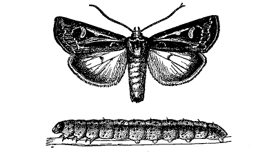 FIG. 35—CUTWORM AND PARENT MOTH (Feltia subgothica) (From Chittenden, U. S. Department of Agriculture)