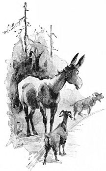 "STRAY GOATS AND MULES GAZED EXPECTANTLY."