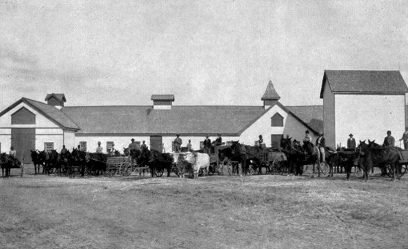 MORNING AT THE BARNS ON THE SCHOOL FARM.  Teams of horses and cattle ready to start for the day's work.