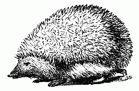 Hedgehog