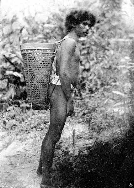 A fruit picker