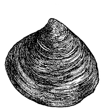 Fig. 87.