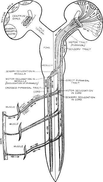 Fig. 180.—Diagram of the Course of Motor and Sensory Nerve Fibres.