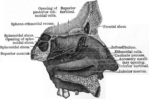 Fig. 267.—The outer wall of Left Nasal Chamber, after removal of the middle turbinated body. (After Logan Turner.)