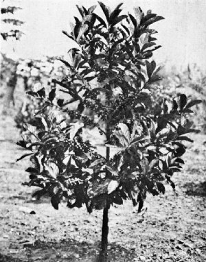 Liberian Coffee Tree at Lamoa, P.I.