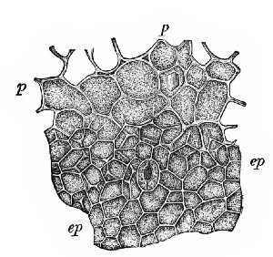 Fig. 334. Coffee. Surface view of ep, epicarp,