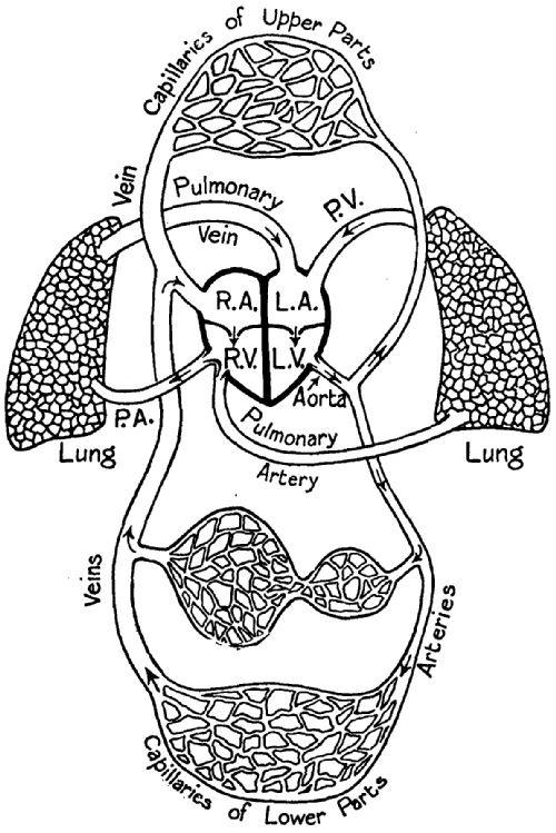 Fig. 178.