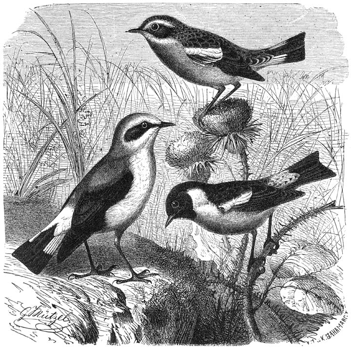 1) Gewone Tapuit (Saxicola oenanthe), 2) Paapje (Pratincola rubetra) en 3) Roodborst-tapuit (Pratincola rubicola). ½ v. d. ware grootte.