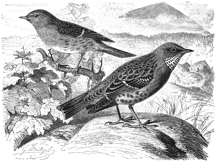 1) Bastaardnachtegaal (Accentor modularis) en 2) Alpen-bastaardnachtegaal (Accentor collaris). ½ v. d. ware grootte.