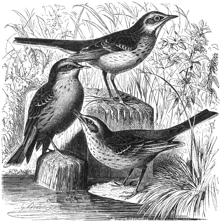 1) Groote Pieper (Anthus Richardii), 2) Waterpieper (Anthus aquaticus), 3) Duinpieper (Anthus campestris). ⅔ v. d. ware grootte.