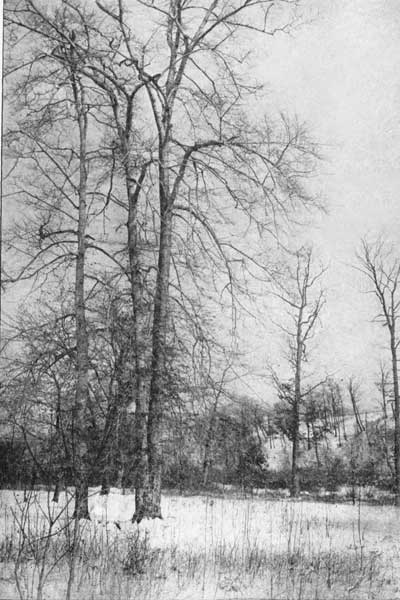 The American beech in winter