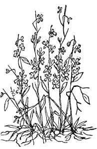 DRABA VERNA.