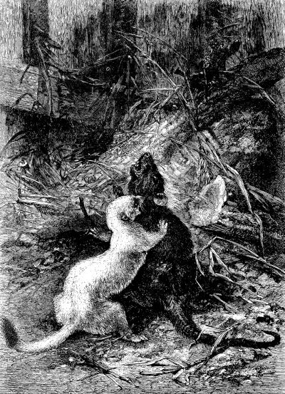 FIGHT BETWEEN AN ERMINE AND A BROWN RAT.