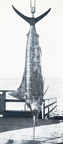 328-POUND RECORD MARLIN BY R. C. GREY. SHAPELIEST AND MOST BEAUTIFUL SPECIMEN EVER TAKEN