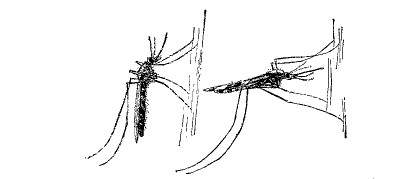 Fig. 78.—Resting positions for ordinary mosquito (left) and malarial mosquito (right).