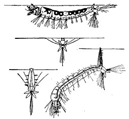 Fig. 79.—Top view is of larva of Anopheles. Bottom view is of larva of Culex.