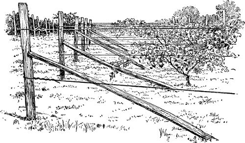 Fig. 15. A trellis and a common method of bracing end posts.