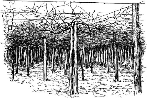 Fig. 21. Rotundifolia vines trained by the overhead method.